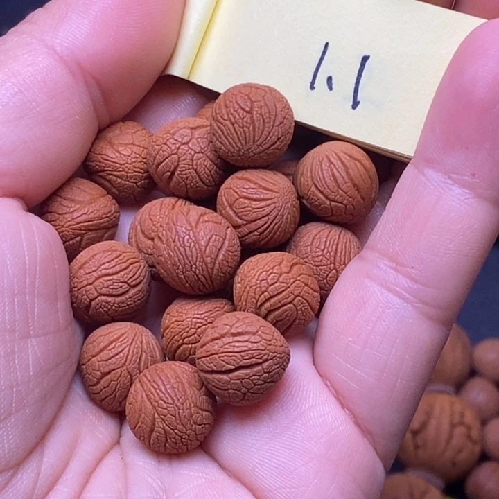 秦岭龙纹桃核21颗