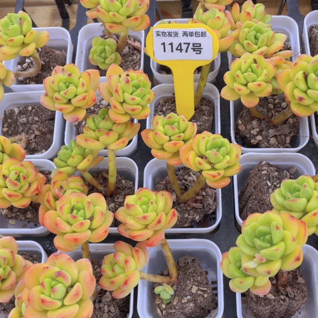 1147号 老桩飘枝柠檬宝石两个