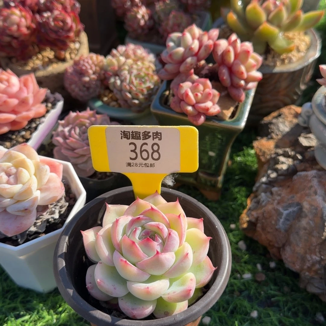 多肉植物粉水晶侧引老状