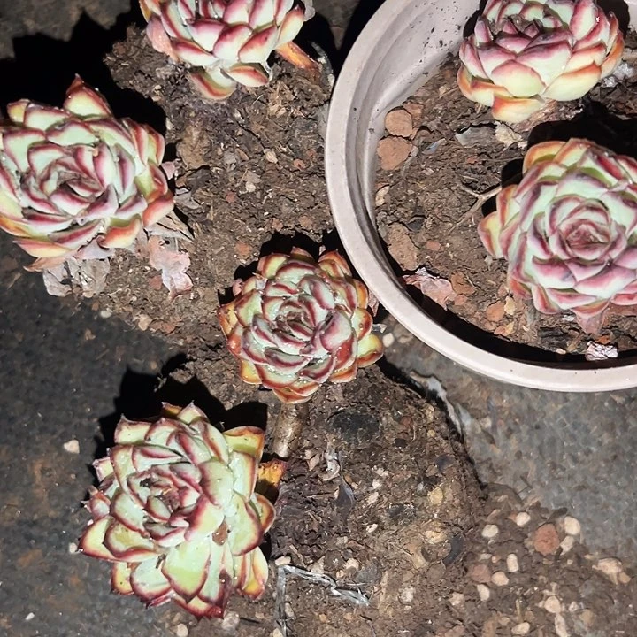 无花朵肉酱玫瑰3盆。