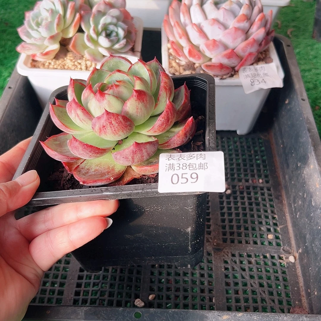 多肉一物一拍植物059