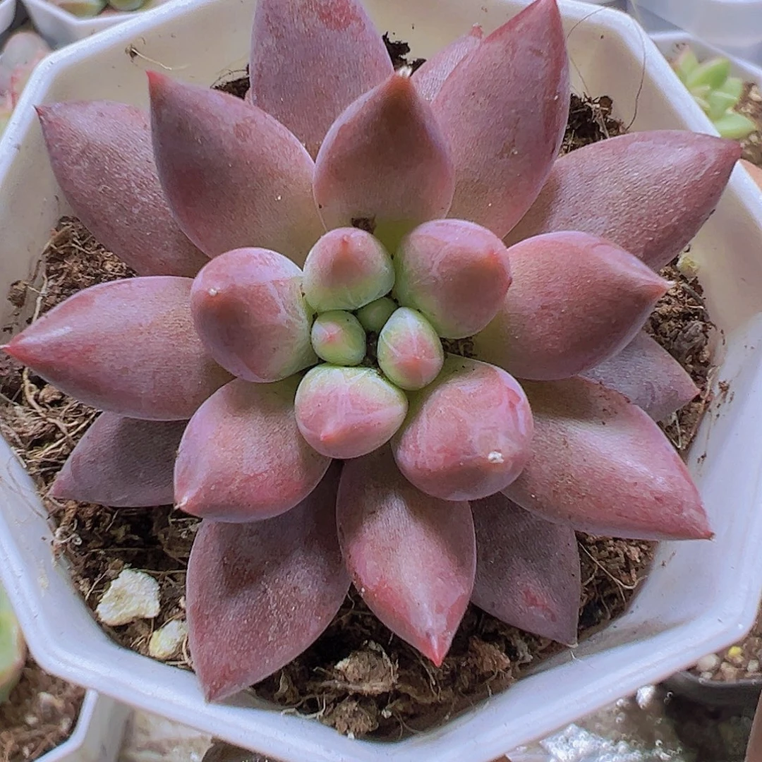 水晶球19包邮多肉植物