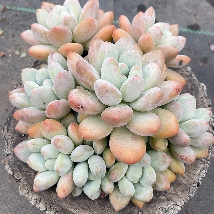 奶酪香水多肉植物