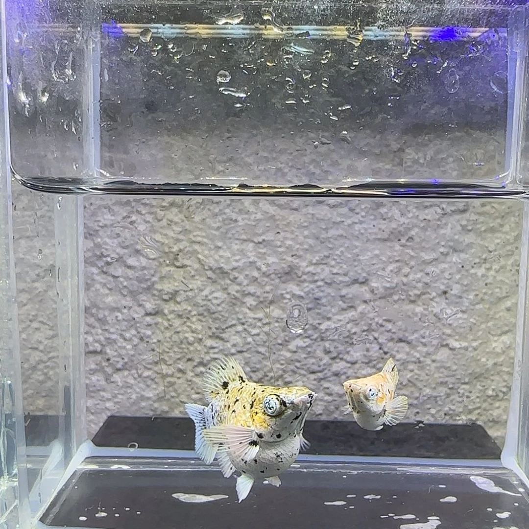 孔雀鱼三色奶牛一对