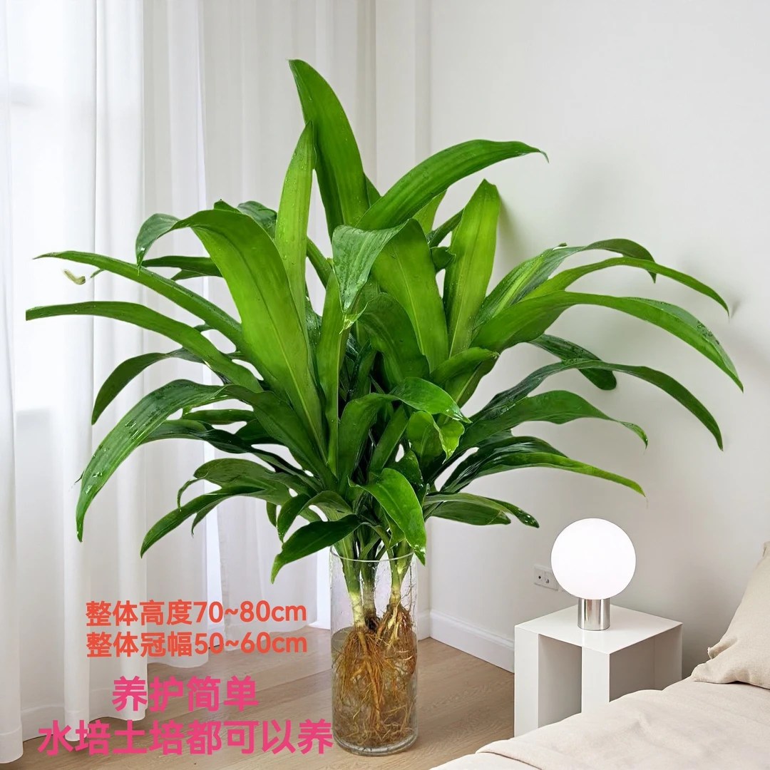 水培植物美人铁也门铁盆栽巴西铁室内客厅办公室绿植四季好养