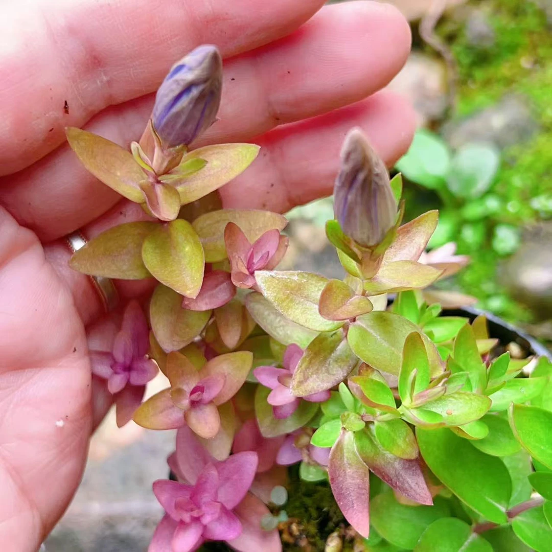 龙胆花盆栽室内阳台庭院耐寒植物四季开花好养活绿植花卉微型桌面