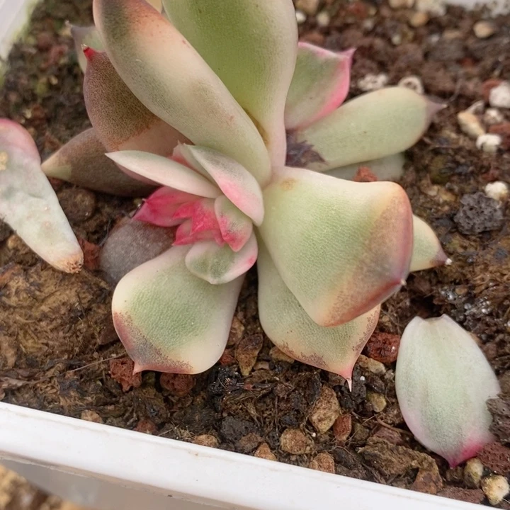 火焰山锦底座多肉锦