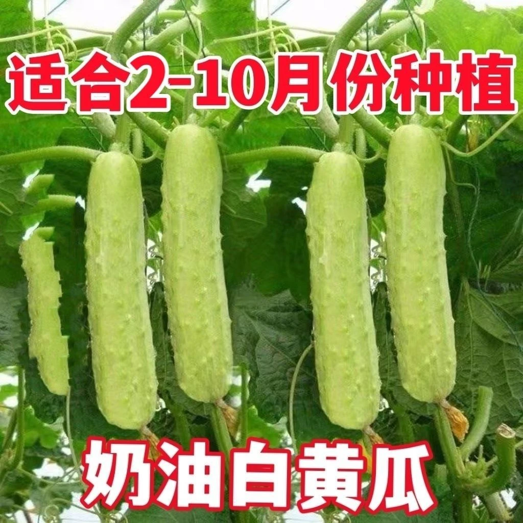 脆白玉奶油白黄瓜种子好吃易种水果黄瓜种子