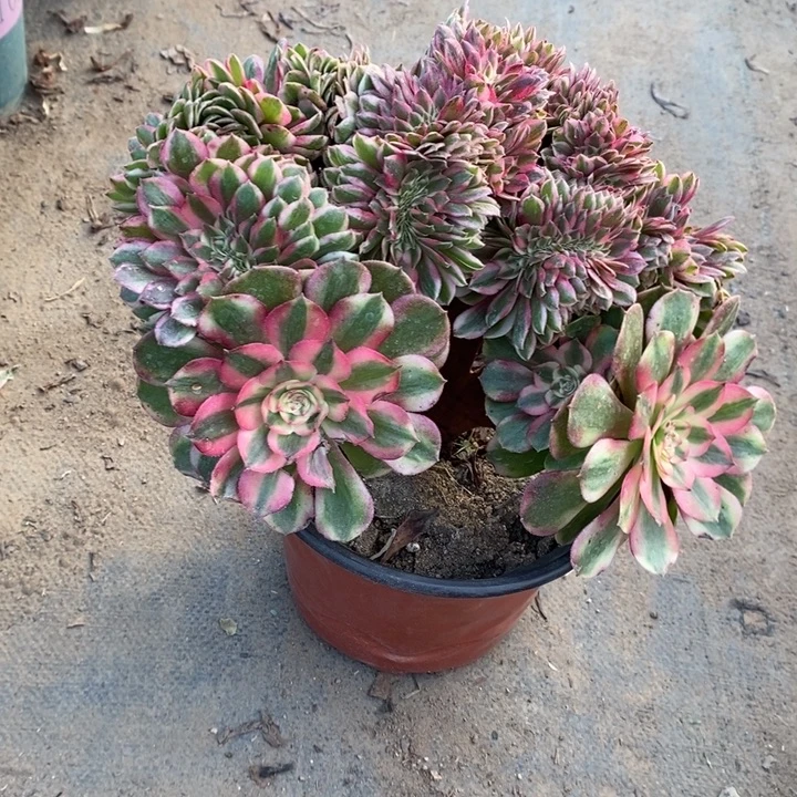 倾城缀29多肉植物法师法师