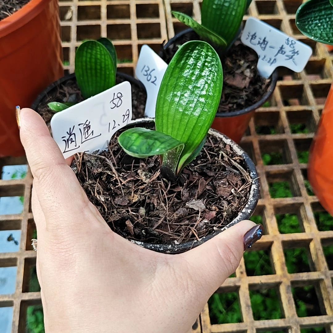 ****遥完全开放君子兰精品一年