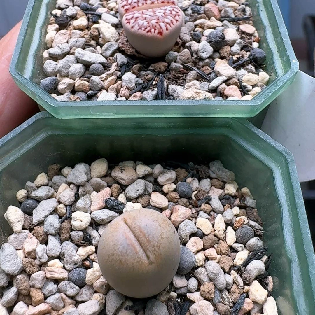 炫****士23154清框特价丑鹅C64C…