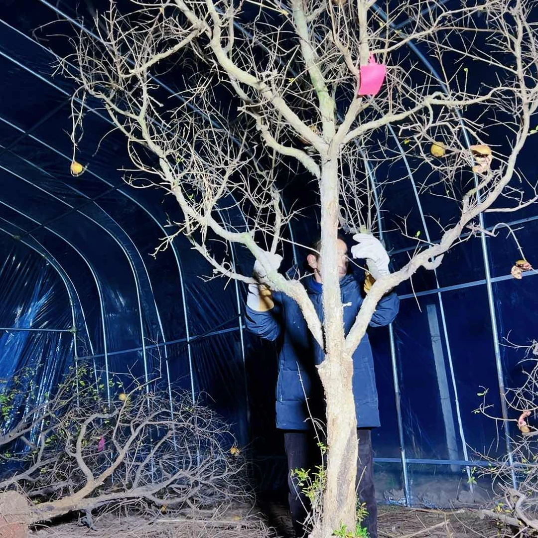 无花朵健健康康快快乐乐