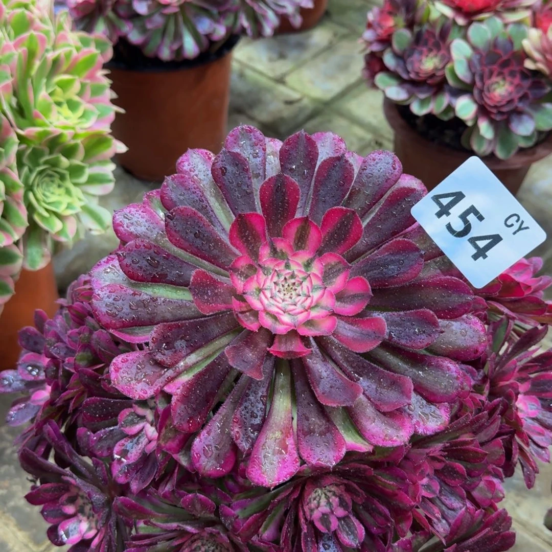 用***露多肉植物454红桐柏。