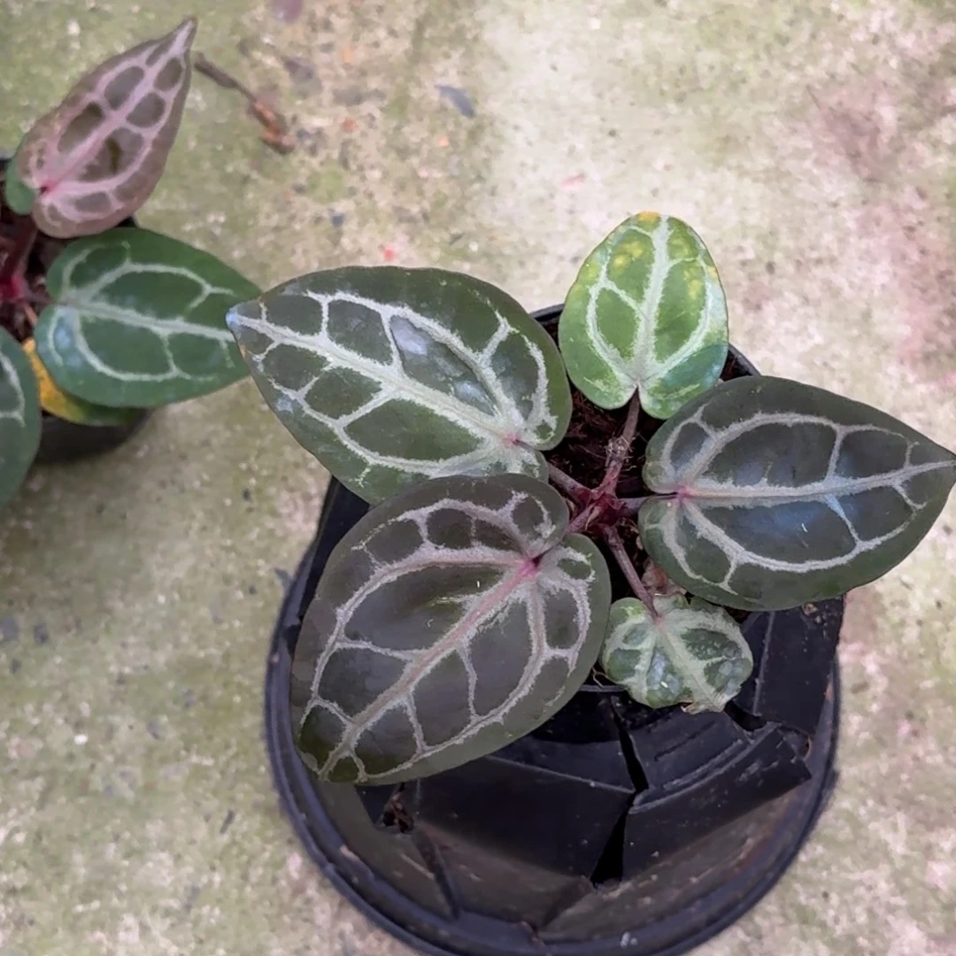 无花朵米歇尔紫水晶