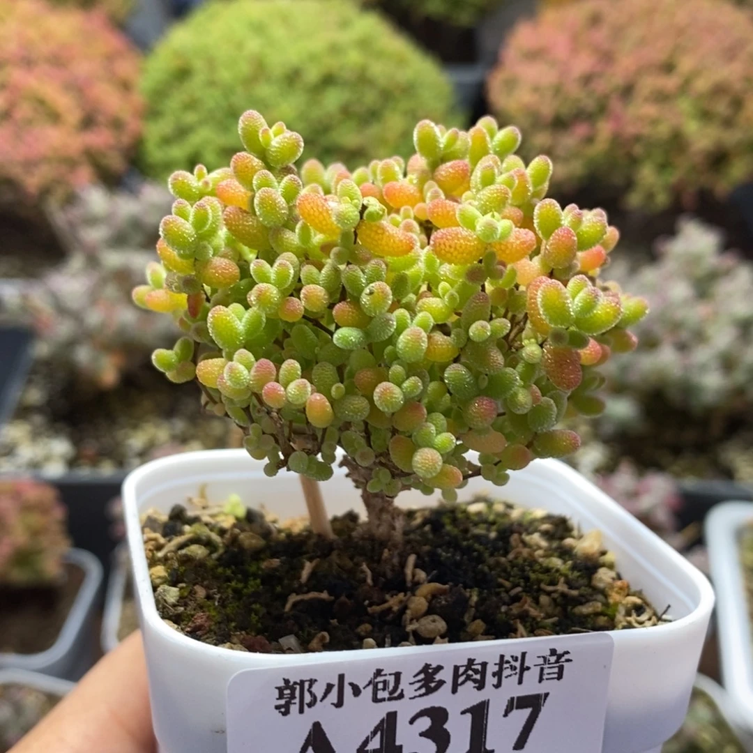 开播福利蜜橘糖球4317