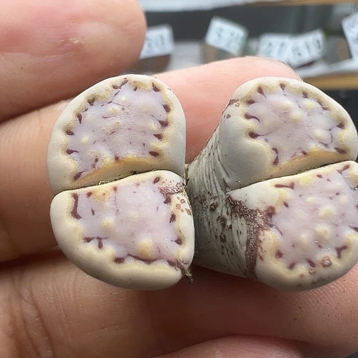 559有干疤福利亲111111