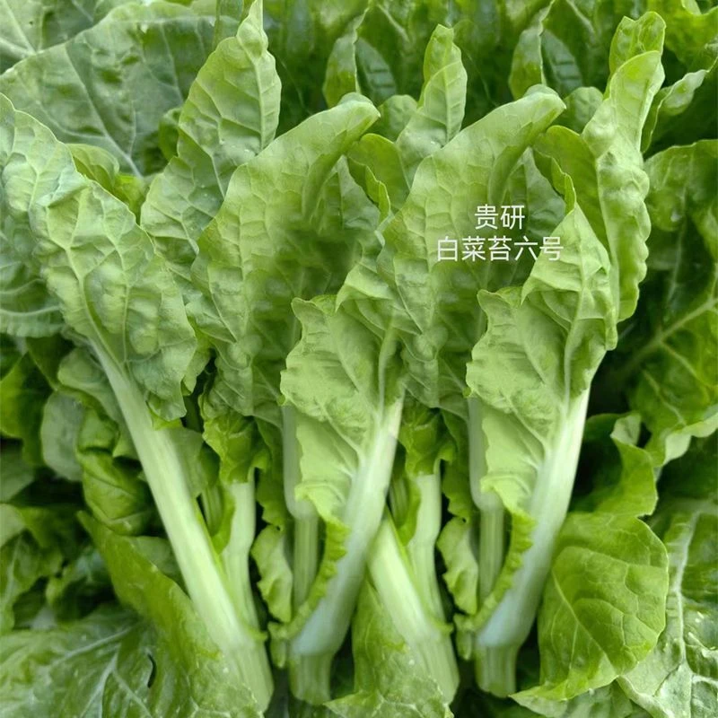 【全店5包包邮】甜苔菜心甜脆多芽白菜苔种子早熟高产侧芽多味甜软