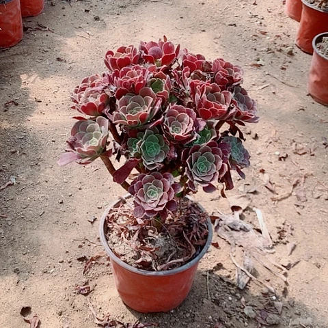 欧紫多肉植物法师9号