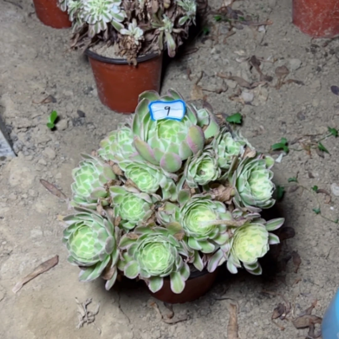 【闪购商品】多**子多肉植物海王9