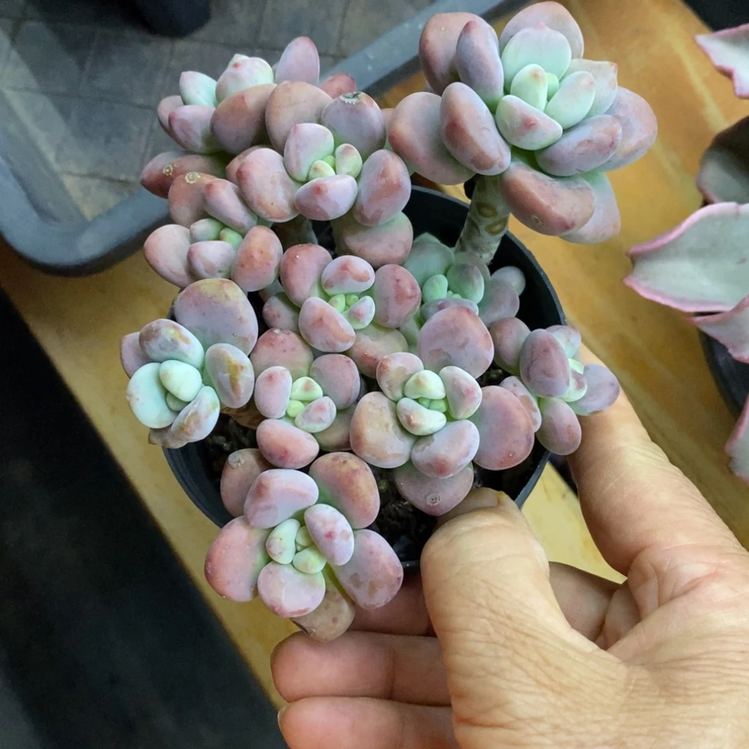 精品多肉一物一拍不包整225