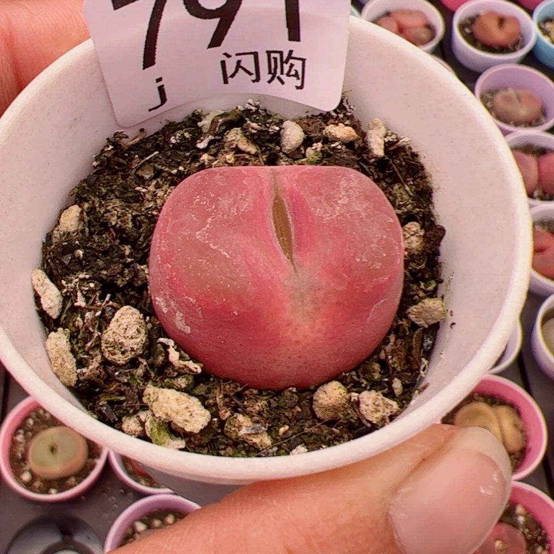 无花朵滴****嘭我很喜欢这个J791