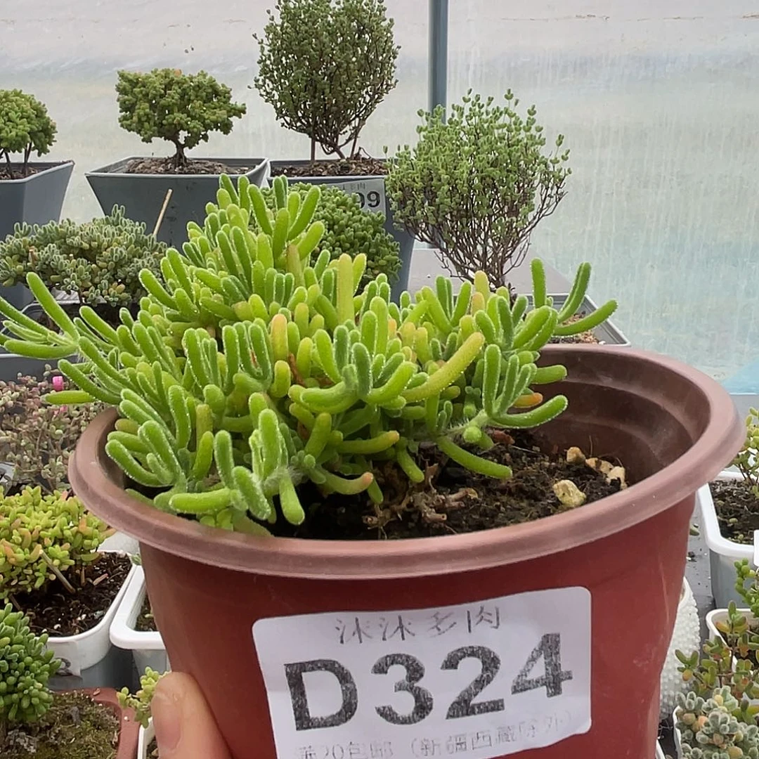 是***?324荧光兔枝干换白方