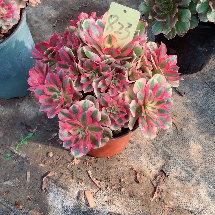 823粉女巫多肉一物一拍～