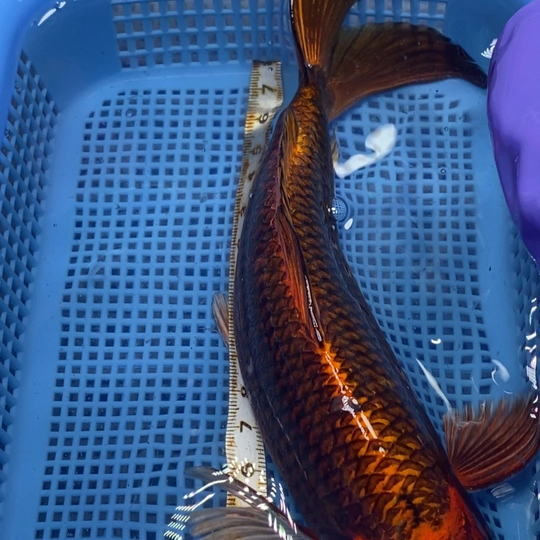 锦鲤冷水锦鲤包邮