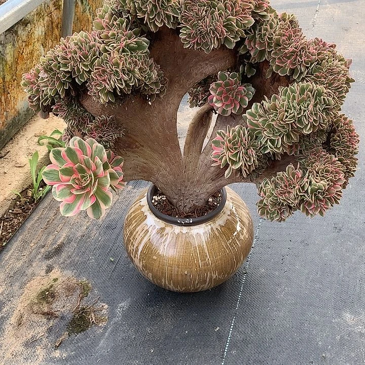 女郎缀化脱土不带盆