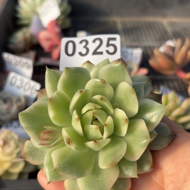 多肉植物头盖锦满18包邮当场凑单