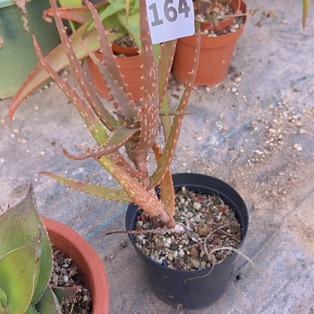 【闪购商品】童***忆块根植物