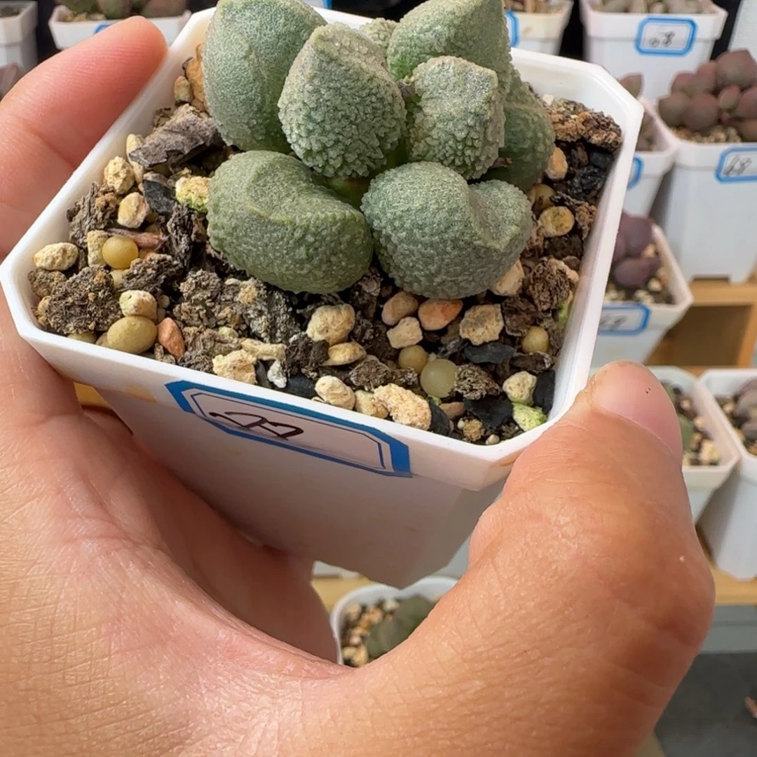 新品水泡，一物一拍