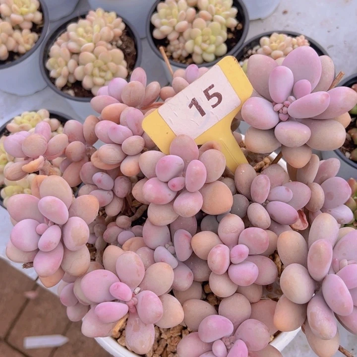 健健康康平平安安