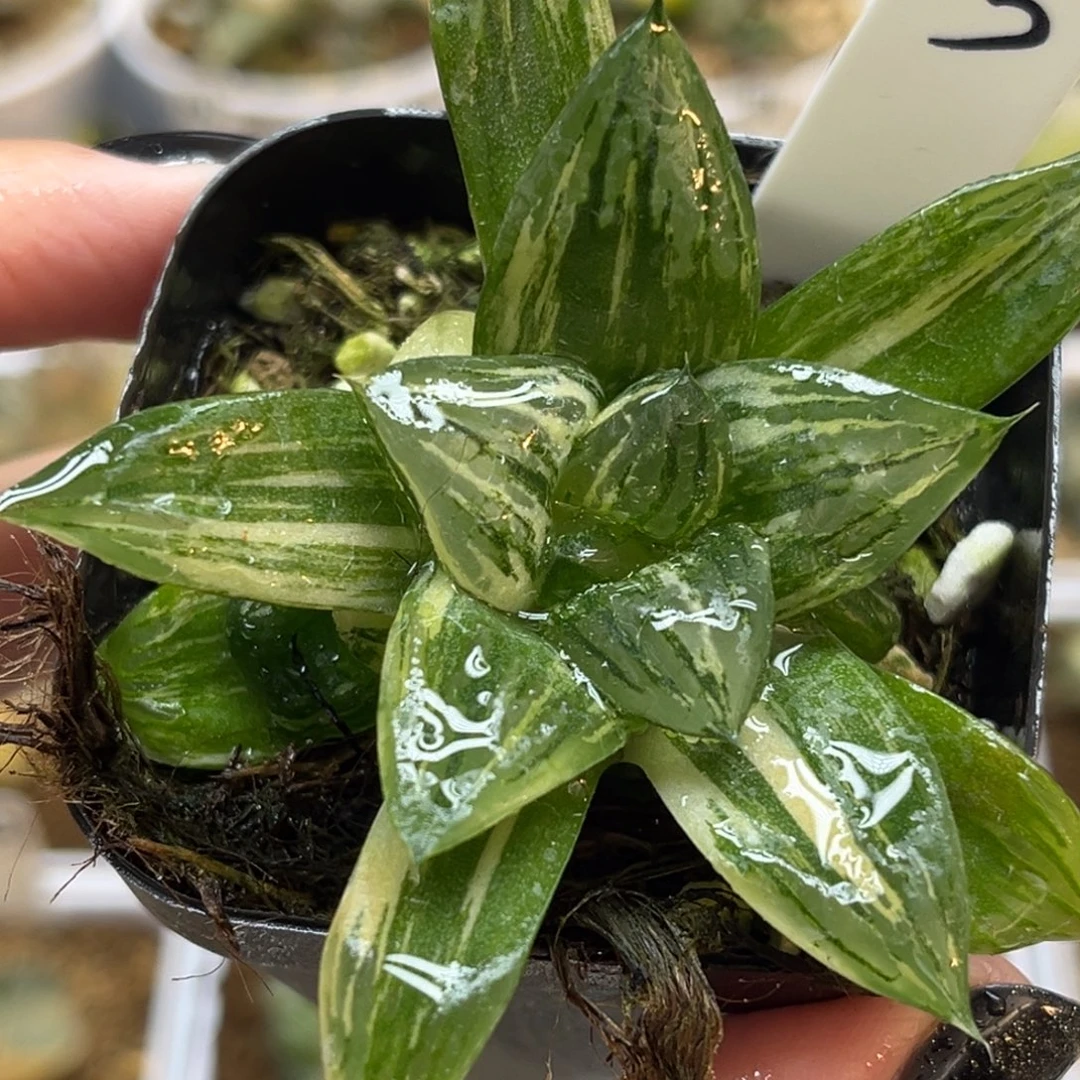 3竹虎实生寿锦带仔福利专场