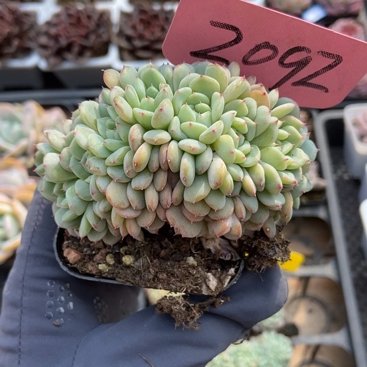 2092白胖子朵朵多肉植物保护