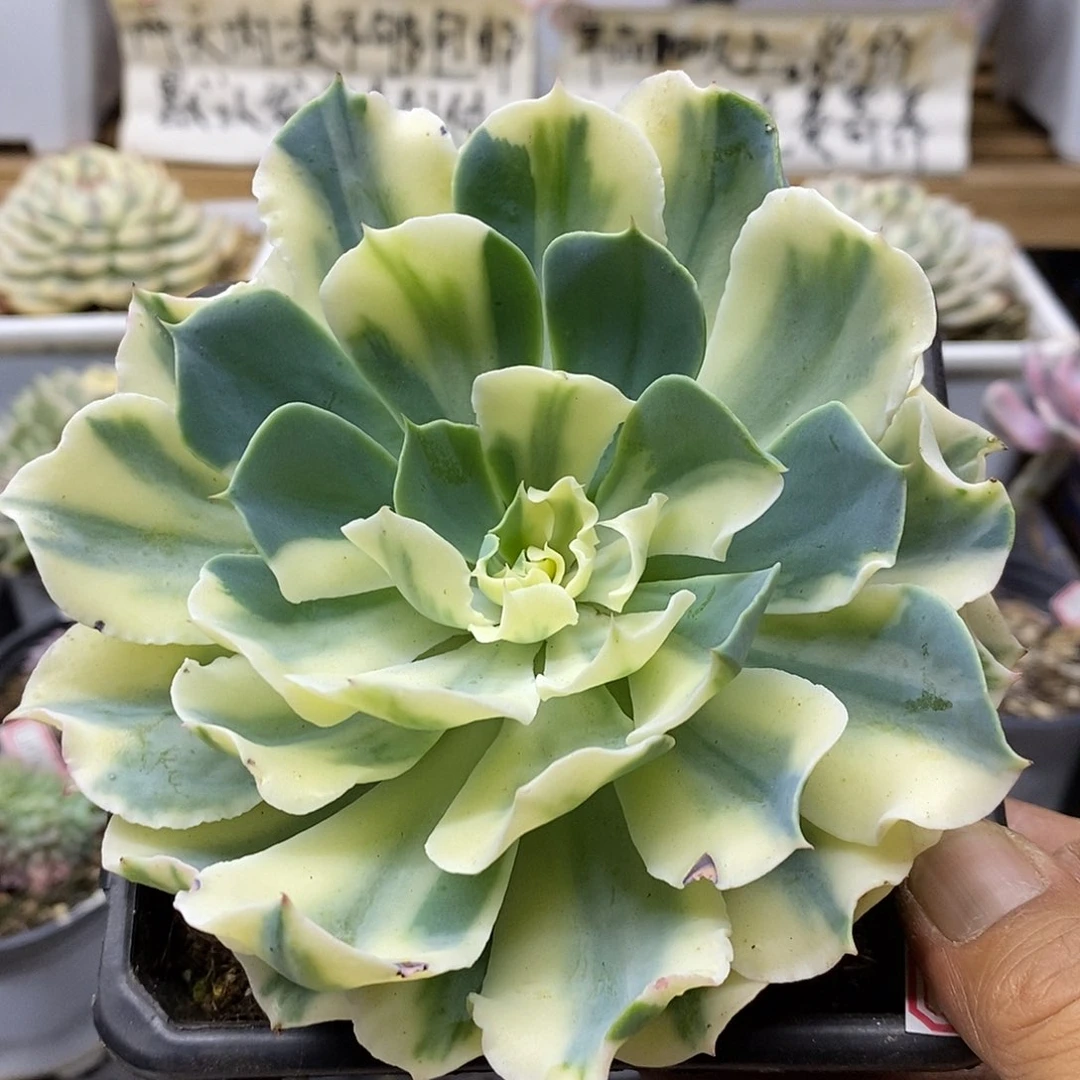 0682 大海啸花脸锦