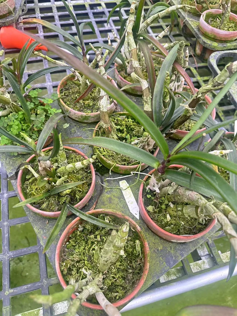 鲜花绿植  睦宜珍珠 苗株 陶盆