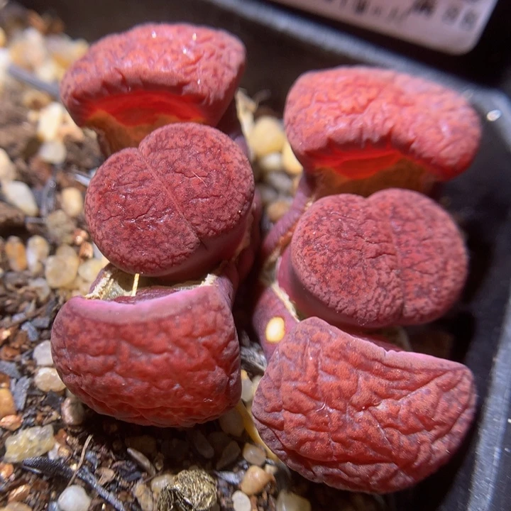 精品生石花217.147