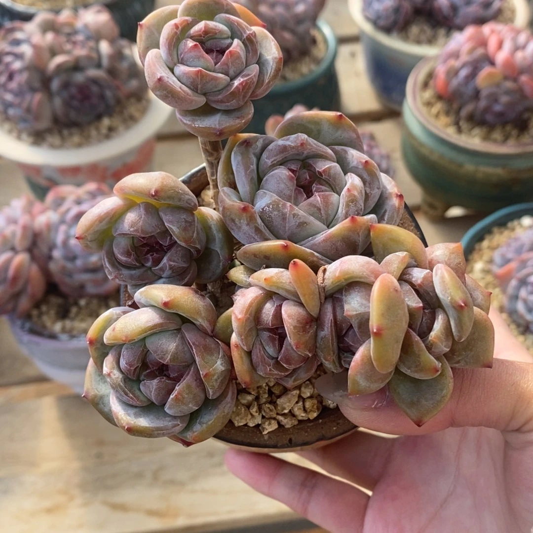 八头绿底紫心短肥圆小包子