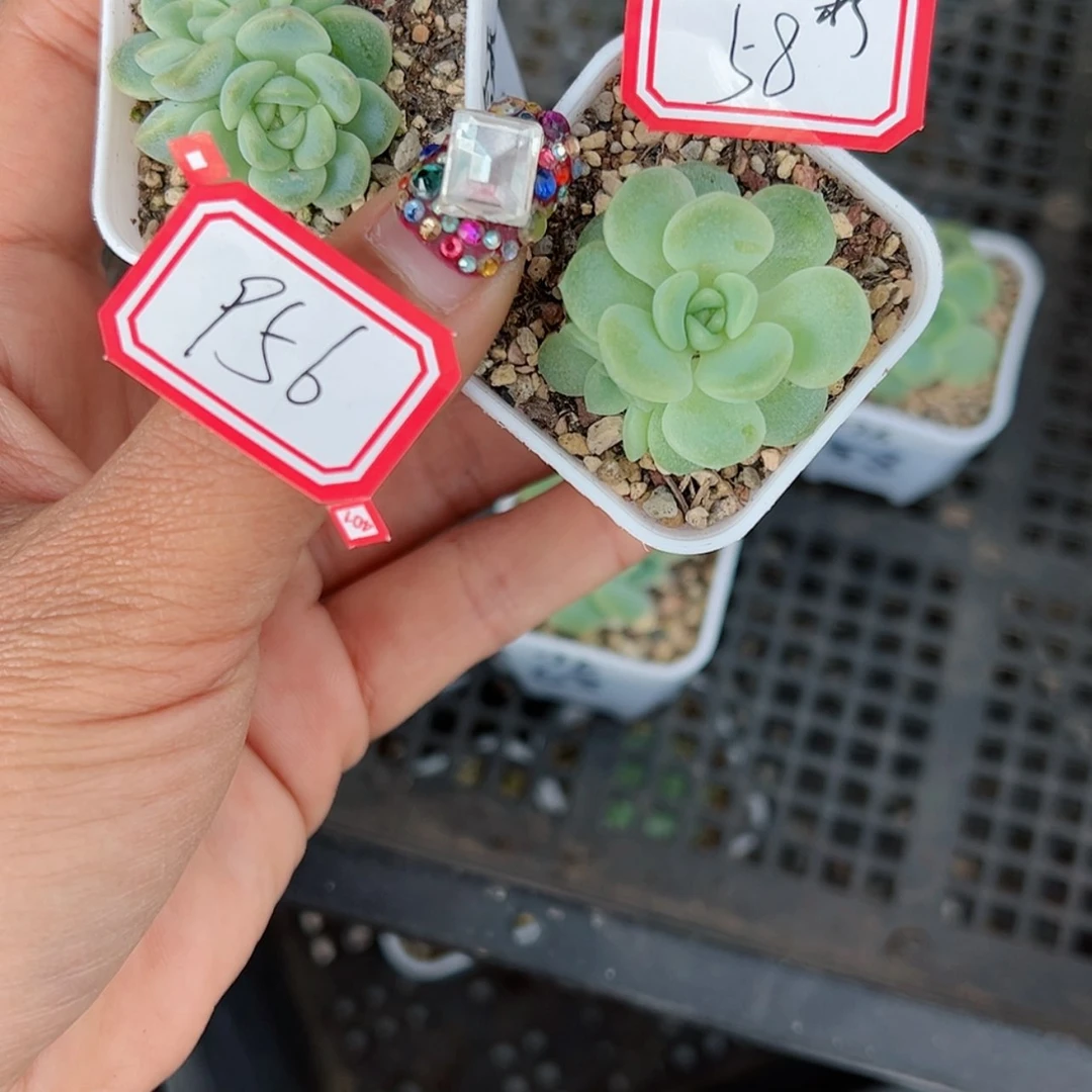 【闪购商品】柠**?956 2颗