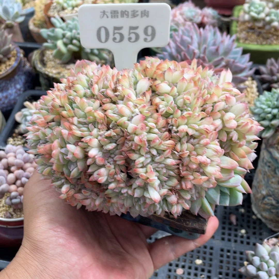 0559莎莎缀不带盆15厘米