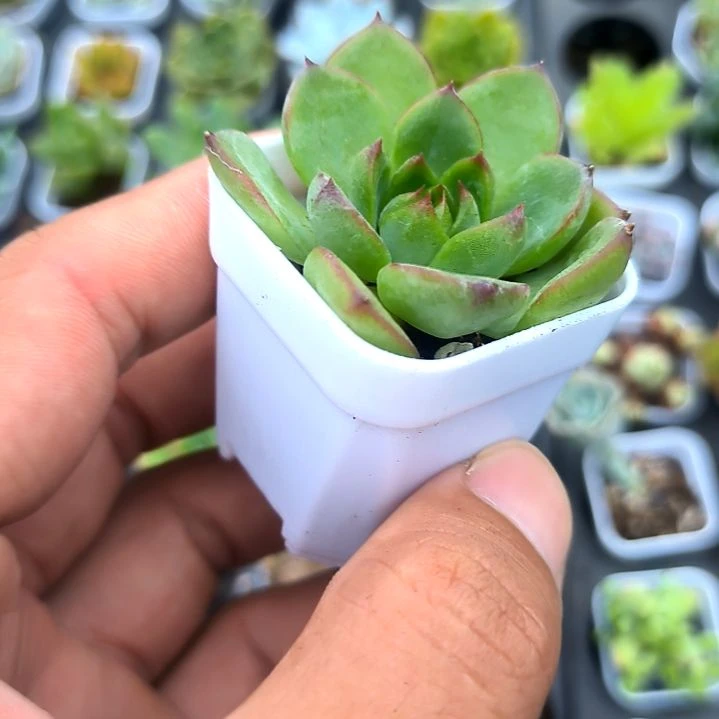 月亮石，满5元包邮
