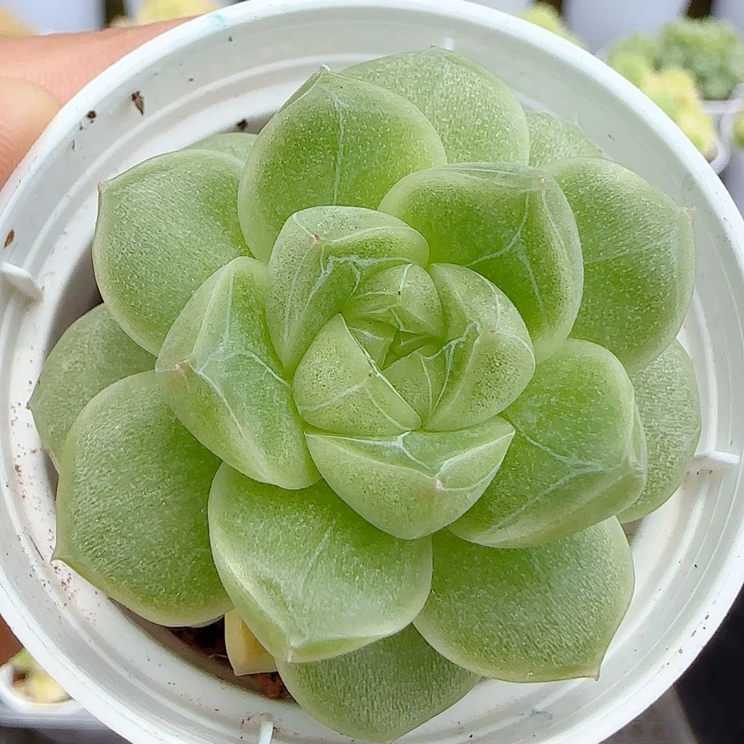 【闪购商品】0722-84秃包子优选麦杆