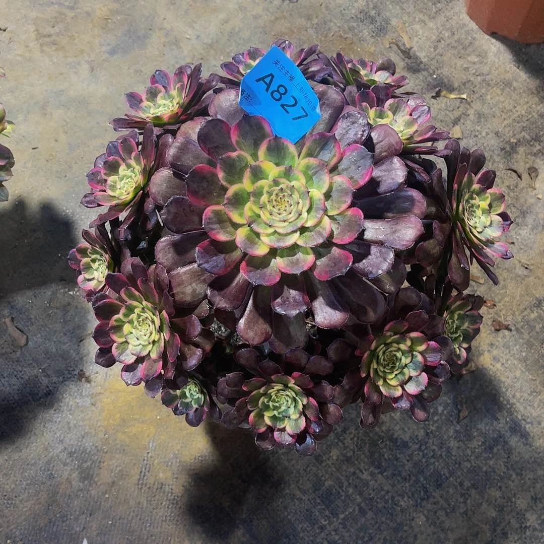 纹****晏827黑金刚拖土