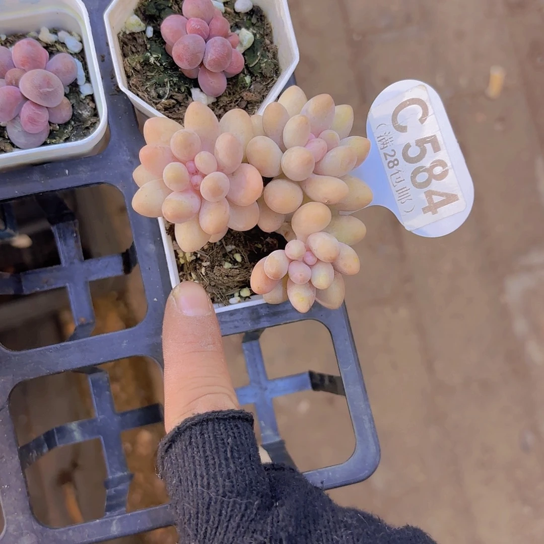 C584桃花奶一物一拍