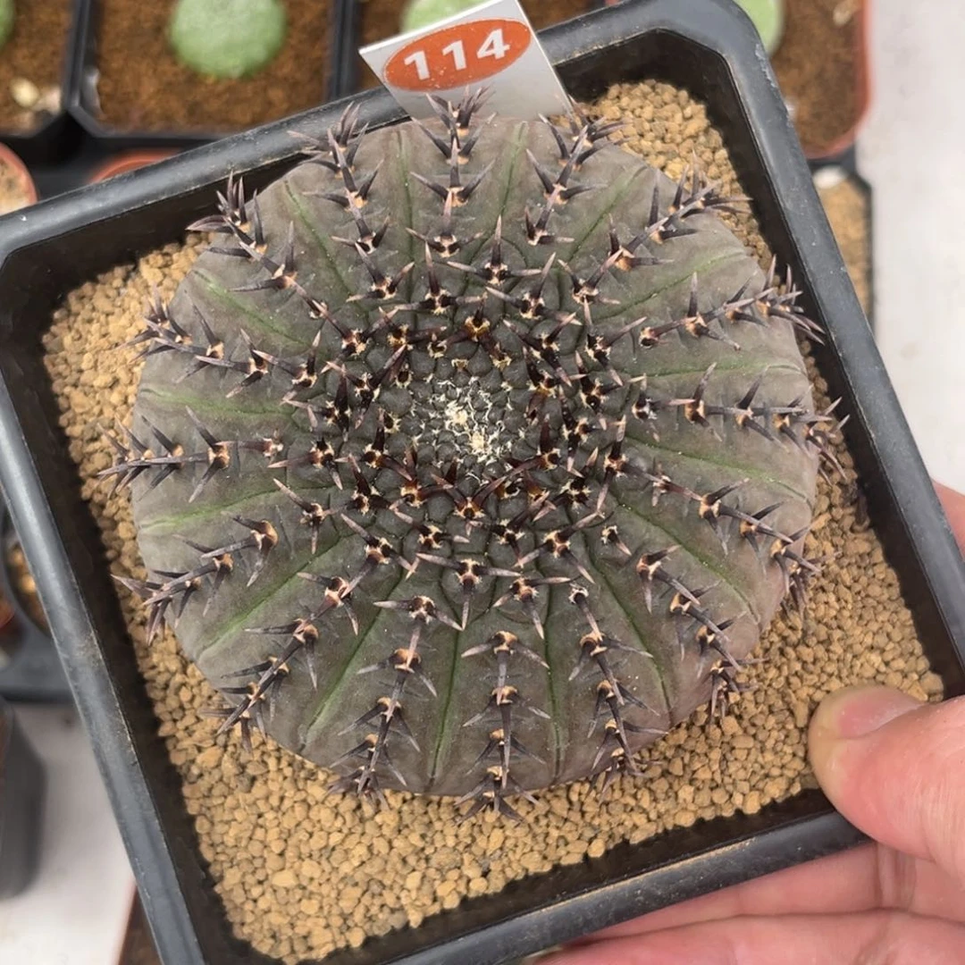 114实生黑刺凤头带盆