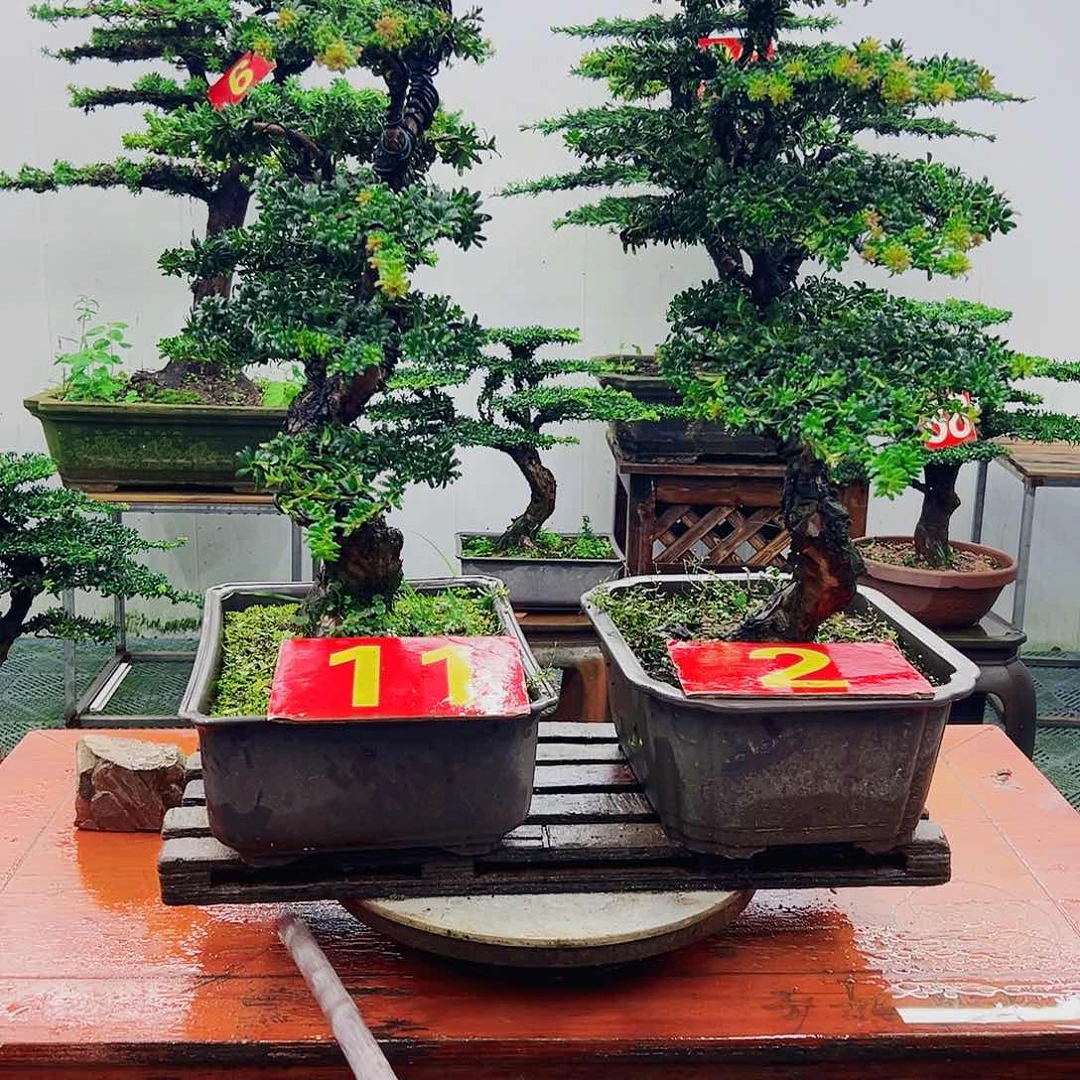 不开花植物罗汉松