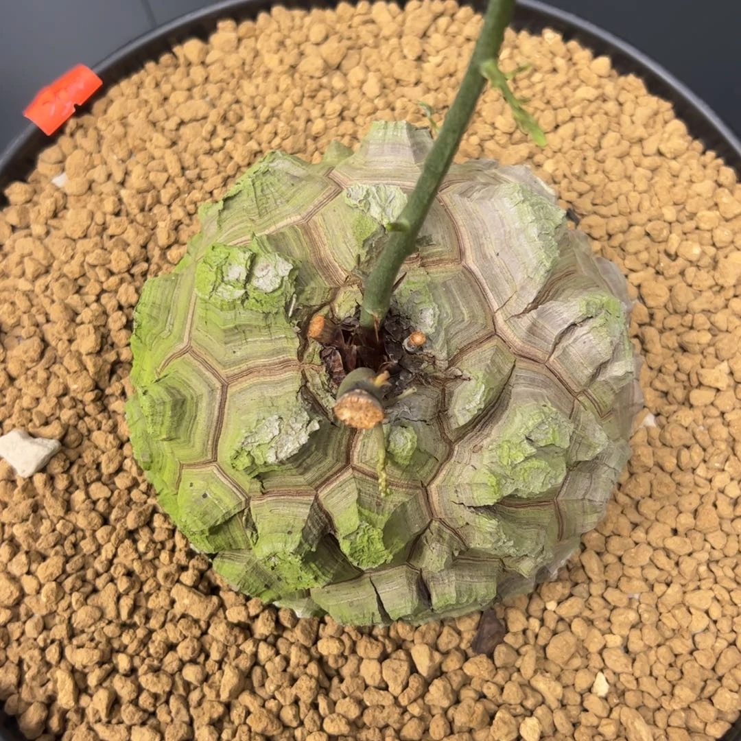 精品盆栽养定的龟甲龙222号