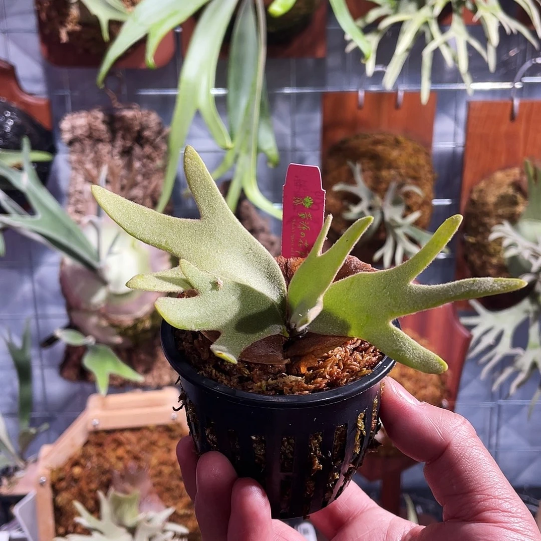 完全开放侏儒黄月