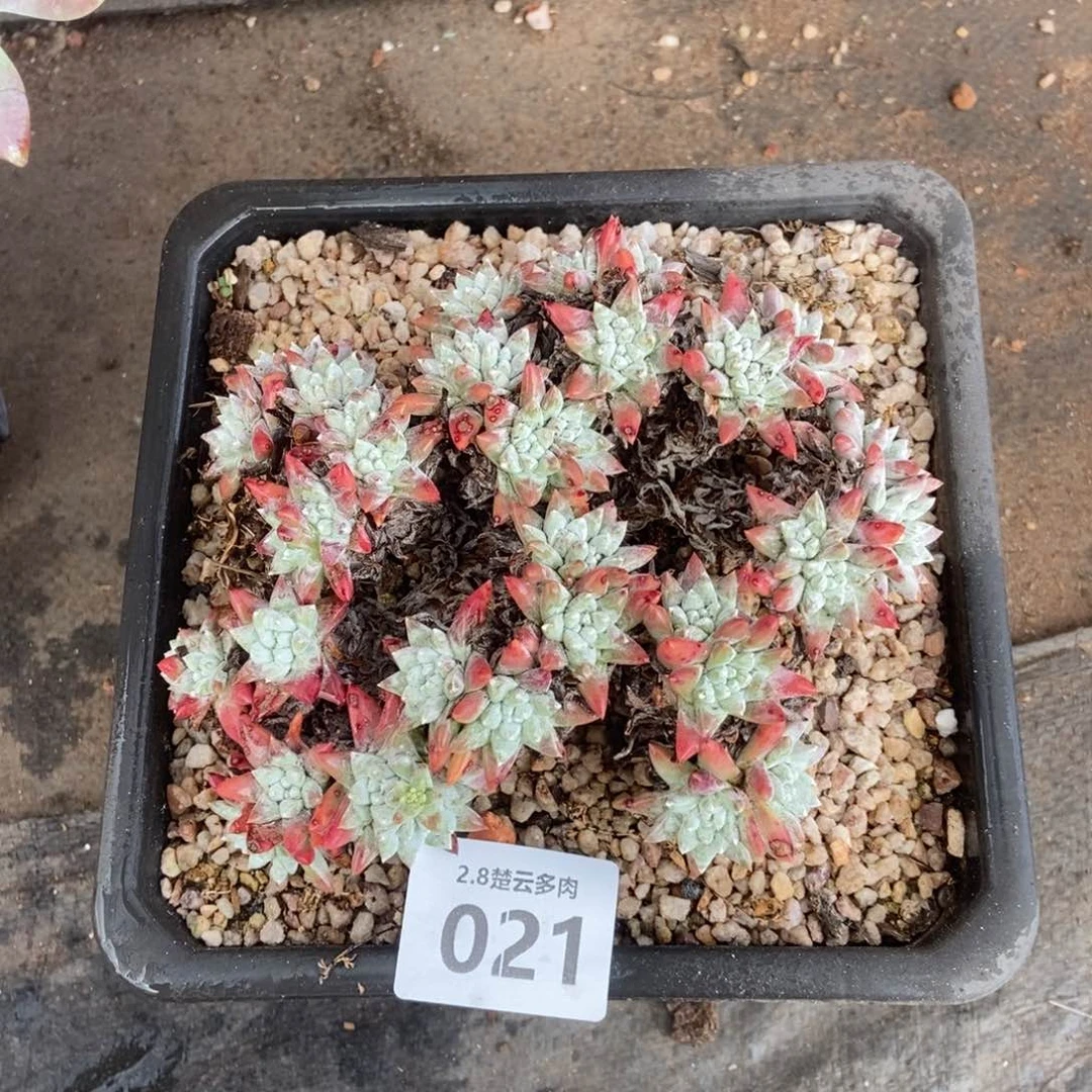 021丸叶白菊多肉植物